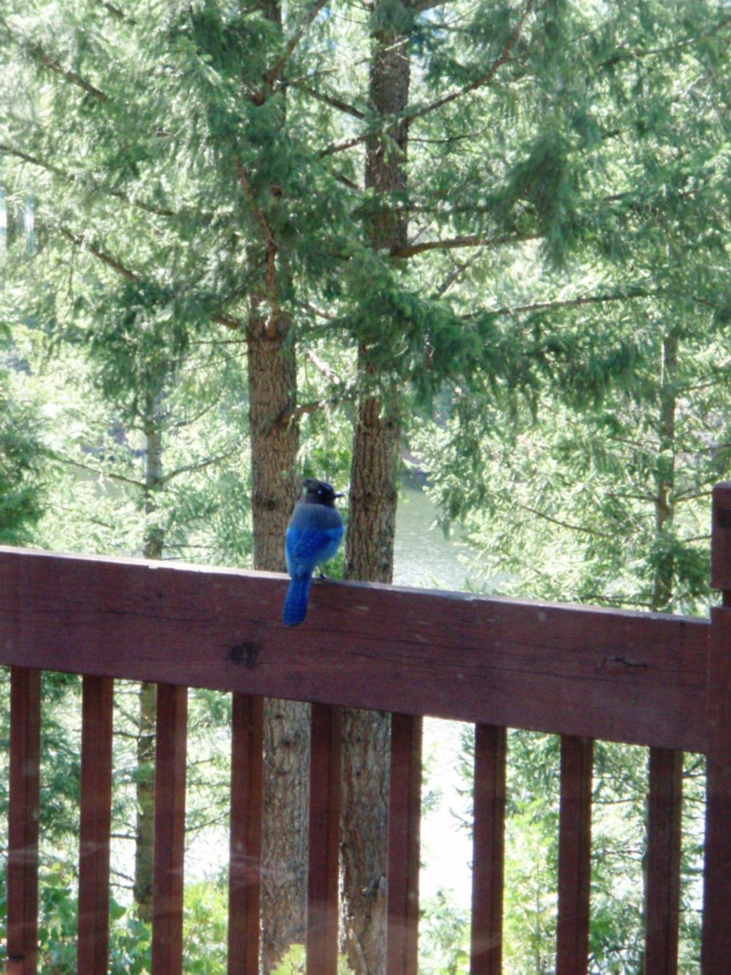 Mount Shasta Resort Exterior photo
